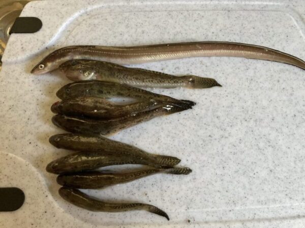 アナゴ釣行の釣果画像