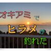オキアミでヒラメが釣れたアイキャッチ画像